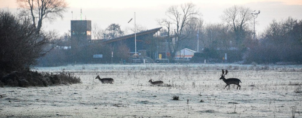 Hertjes in witte wei.jpeg